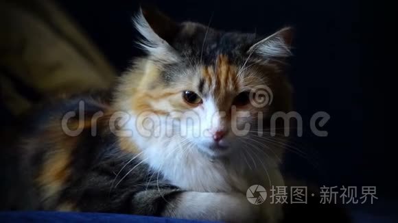 躺在枕头上的三色小猫视频