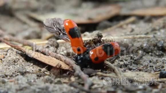 蚂蚁和死虫视频