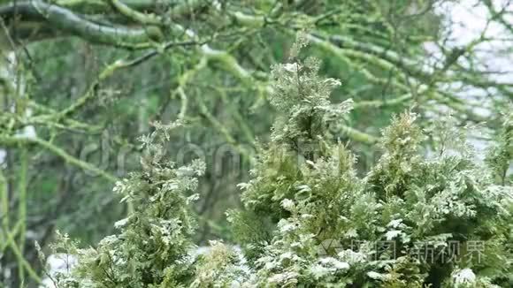 雪落在草药园植物上视频