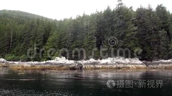 阿拉斯加太平洋岩石海岸的云杉和松树森林。