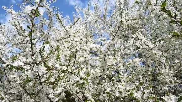 春天里一枝盛开的树，有着轻风。 美丽的白花。 春天盛开的树枝