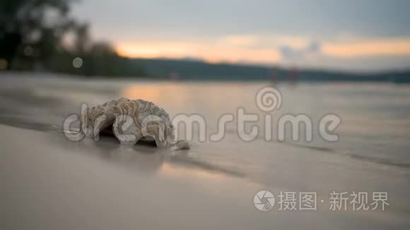 海浪冲击着海滩上的贝壳视频