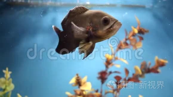 彩色水族馆。在家庭水族馆游泳的美丽的鱼。金鱼少年在水族馆游泳。异国鱼