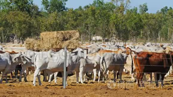 澳大利亚婆罗门肉牛在牛场饲养视频