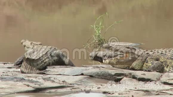 两条鳄鱼在河岸晒太阳视频