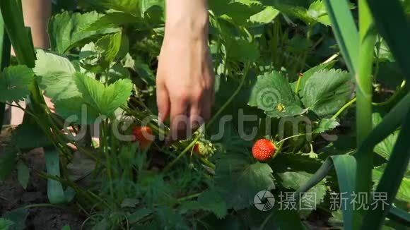 女人采摘新鲜草莓的手视频