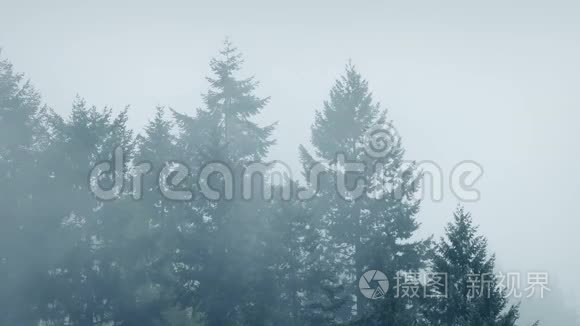 薄雾笼罩大森林树木视频