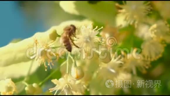 蜜蜂，蜜蜂，蜂花，授粉开花，关闭