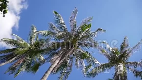 蓝天上的椰子棕榈树视频