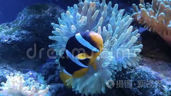 海洋水族馆中的两栖纲小丑鱼视频