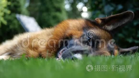 牧羊犬在草地上缓慢地活动视频