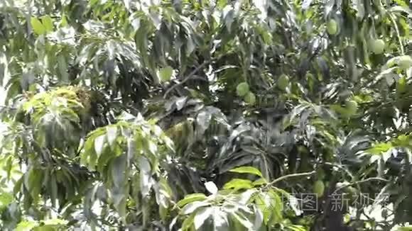 树上的青芒果视频