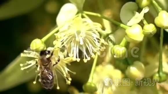 蜜蜂，蜜蜂，蜂花，授粉开花，关闭