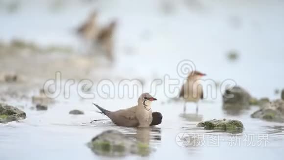 在水中溅起了一阵阵花视频