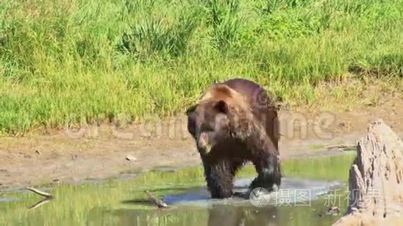 棕熊在水里行走