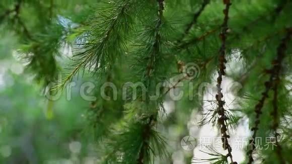 落叶松的绿色树枝视频
