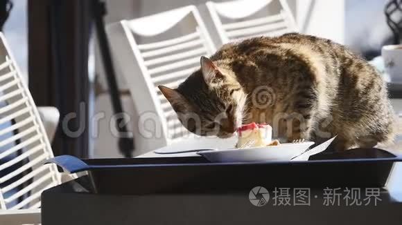 猫在桌子上吃纸杯蛋糕视频