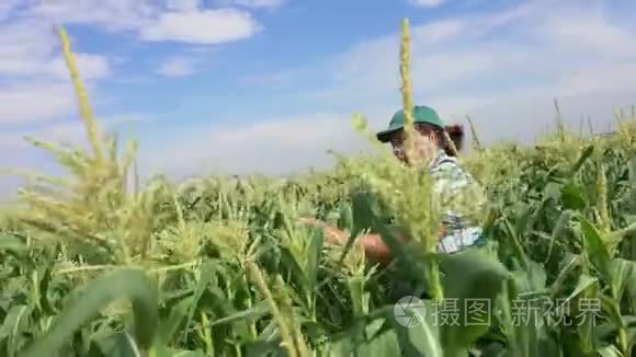 女人检查玉米植物