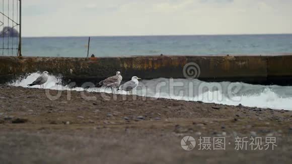 海鸥在海上看暴风雨视频