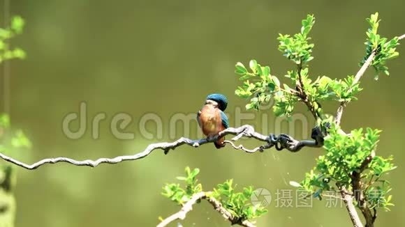 慢镜头电影的场景，鸟翠鸟阿尔塞多在这站在树枝上，用风吹净羽毛