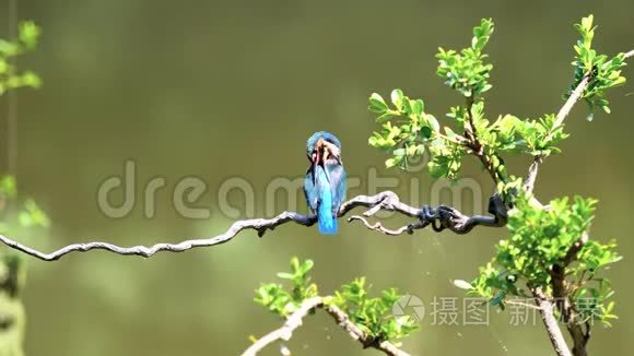 慢镜头电影的场景，鸟翠鸟阿尔塞多在这站在树枝上，用风吹净羽毛