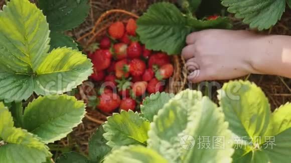 年轻女子手在厨房花园采摘草莓视频