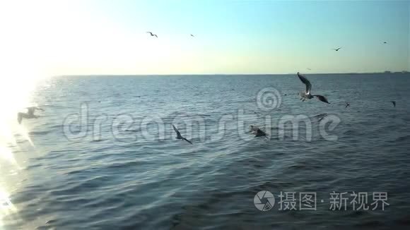 飞翔的海鸥俯视剪影鸟飞过海面视频