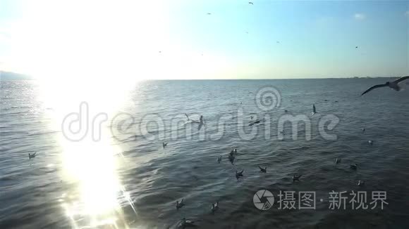 飞翔的海鸥俯视剪影鸟飞过海面视频