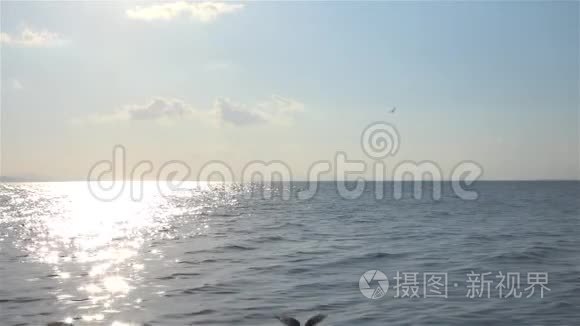 飞翔的海鸥俯视剪影鸟飞过海面视频