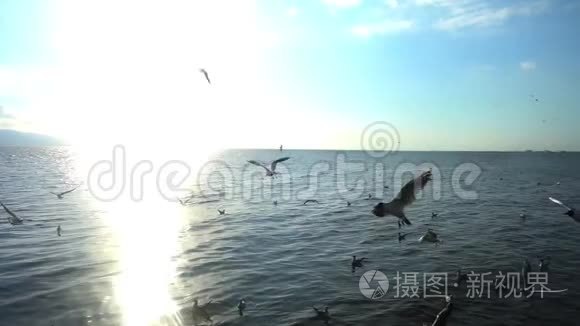 飞翔的海鸥俯视剪影鸟飞过海面视频