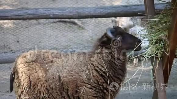 小白羊在动物园吃干草视频