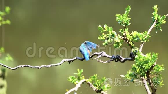 慢镜头电影的场景，鸟翠鸟阿尔塞多在这站在树枝上，用风吹净羽毛