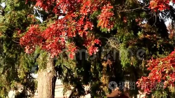 红枫叶从树上掉下来视频