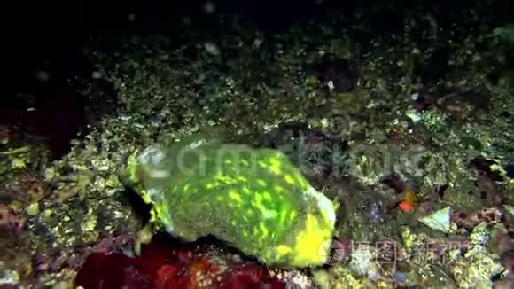 沉睡的海绵蟹龙米亚在夜伦贝海峡珊瑚