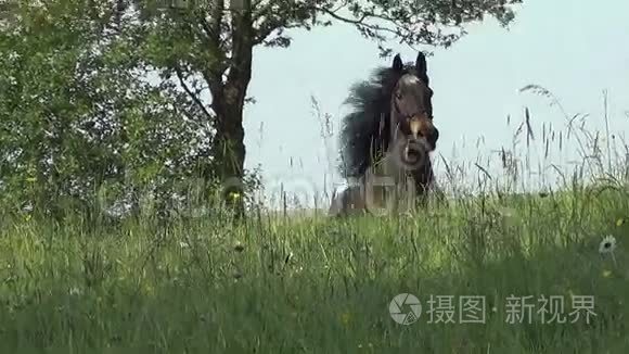 马在草地上自由驰骋