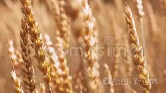 自然风光黄金麦秆在农田视频