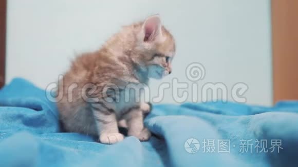 小灰色苏格兰条纹小猫肖像。 小可爱可爱的小猫坐在蓝色背景宠物生活方式