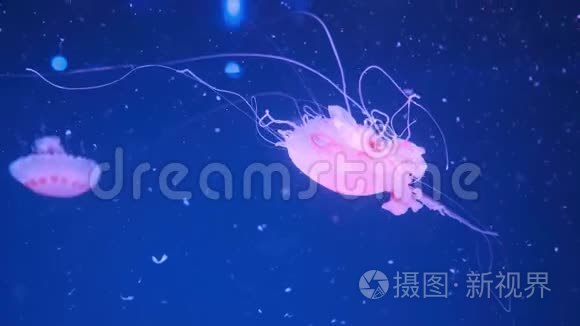 日本海荨麻太平洋水母视频