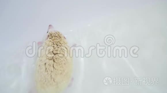 白化宠物驯养刺猬在白色浴缸里游泳