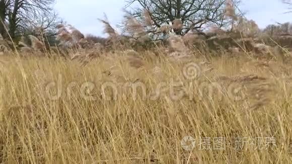 莫登厅公园湿地冬季芦苇