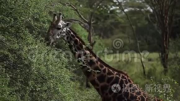 长颈鹿长颈鹿吃树叶