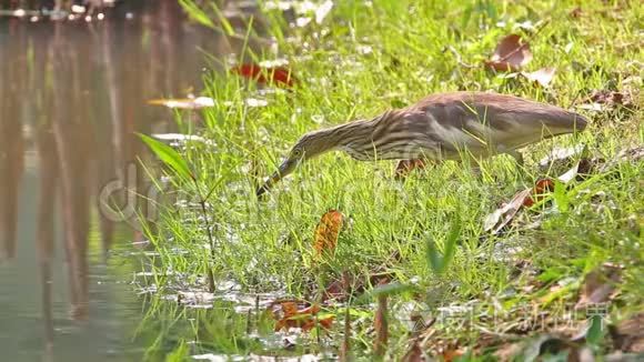 中国池塘中的鹭鸟在池塘里觅食视频