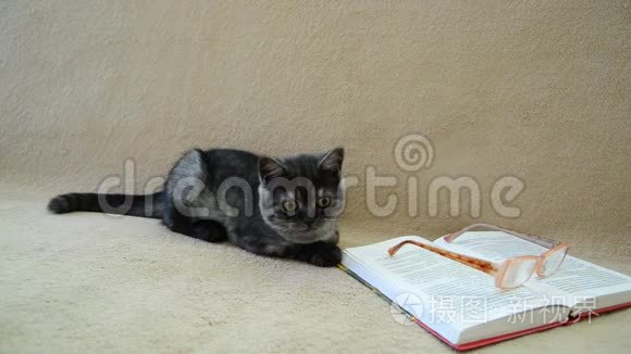 一只灰色的小猫躺在一本书上