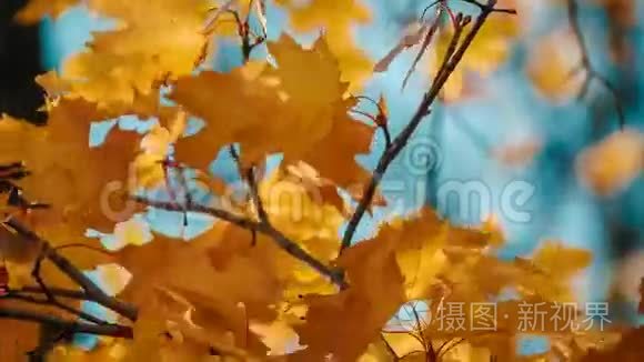 秋天的树在秋日