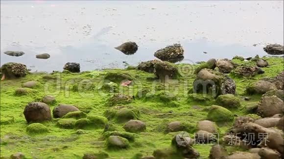苔藓海岸的石油和污染视频