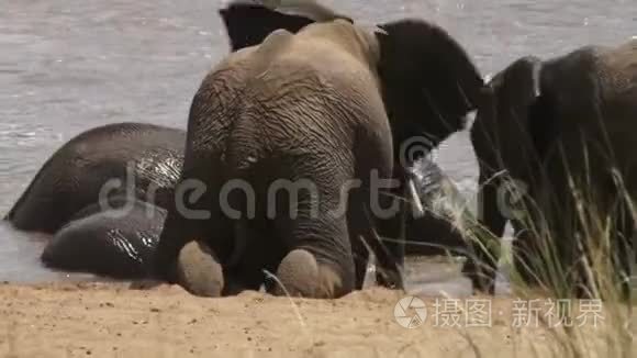 肯尼亚的大象在河里洗澡