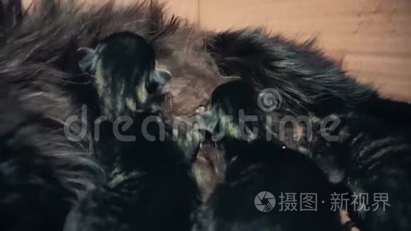 刚出生的小猫从妈妈那里视频