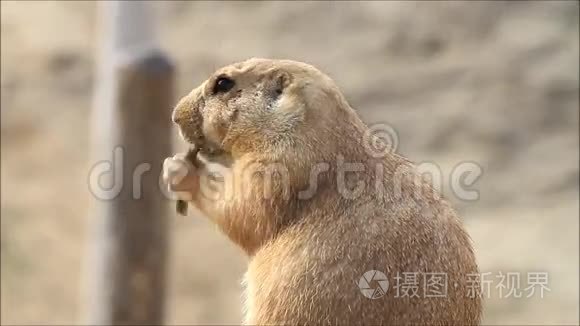 野生动物公园里的土拨鼠视频