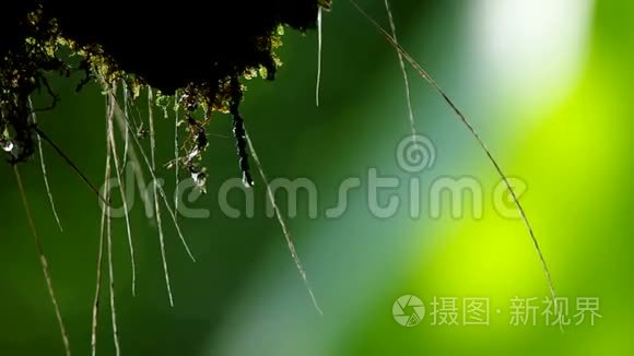 水从苔藓中滴下来视频