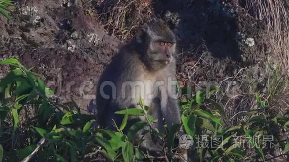 印尼巴图尔火山熔岩上坐着的猴子